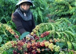 Vietnam seeks to expand export markets for farm produce